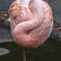 402-3797 Safari Park - Chilean Flamingo